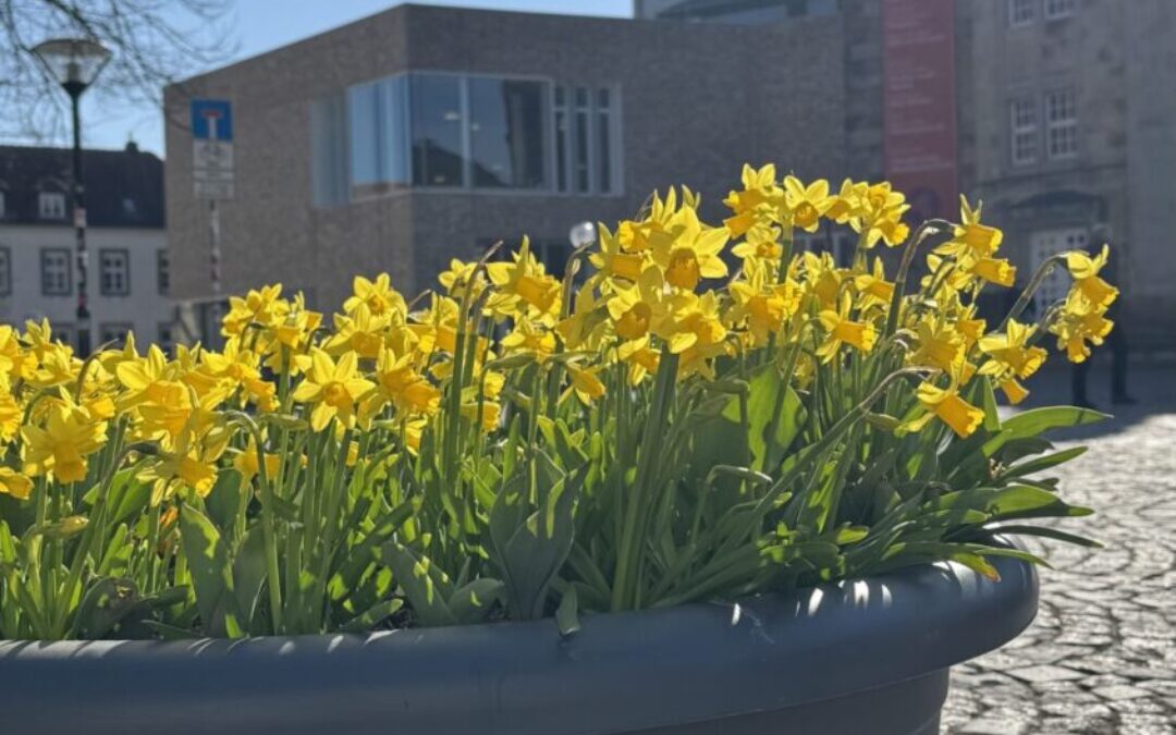 Osnabrück blüht auf: Frühlingsbepflanzung bringt Farbe in die Innenstadt
